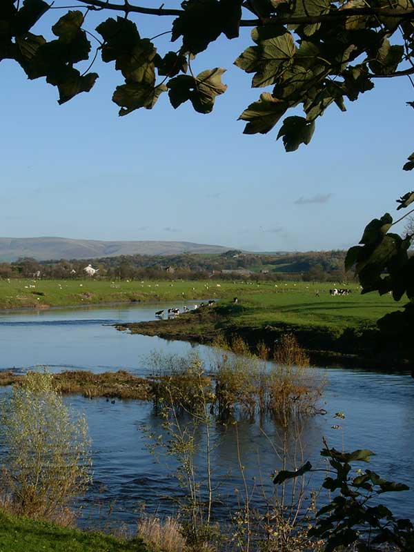 a river surrounded by farm land and cows in the background