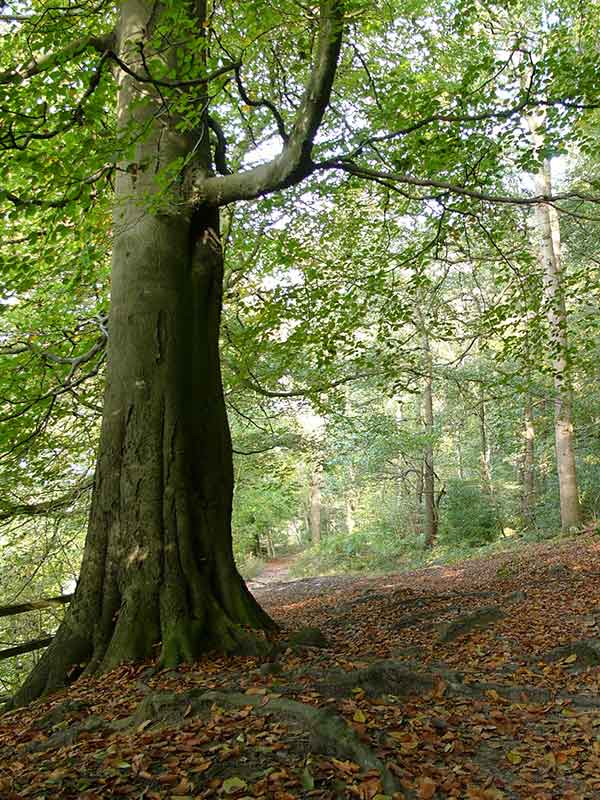 a forest scene with a tree stump in the foreground